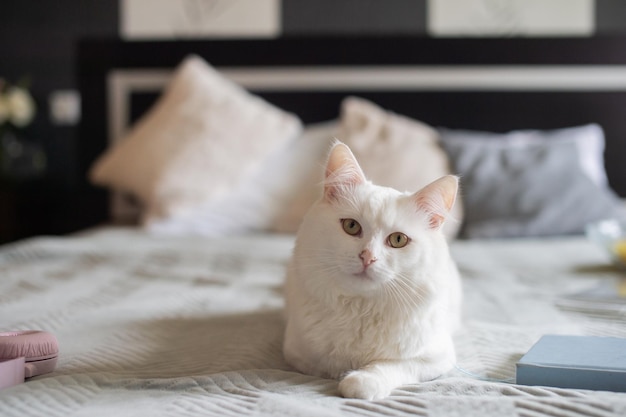 Cute big white cat lying on the bed with sad eyes