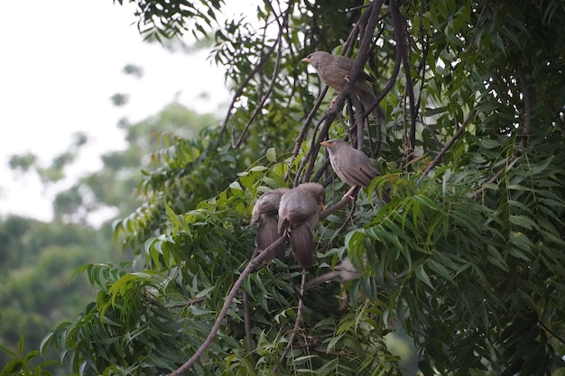 Cute birds on tree at outdoor shoot