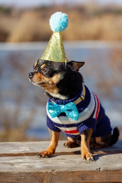 A cute birthday chihuahua on a natural background. Chihuahua dog in a birthday cap. birthday, dog, animal, chihuahua, pet,