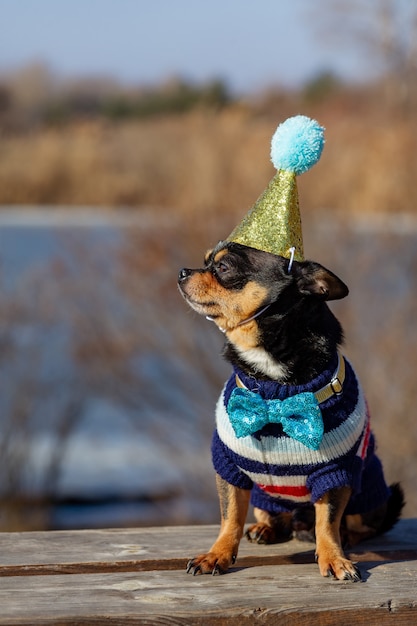 A cute birthday chihuahua on a natural background. Chihuahua dog in a birthday cap. birthday, dog, animal, chihuahua, pet,