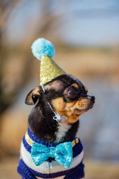 A cute birthday chihuahua on a natural background. Chihuahua dog in a birthday cap. birthday, dog, animal, chihuahua, pet,