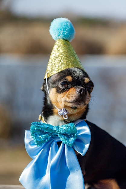 A cute birthday chihuahua on a natural background. Chihuahua dog in a birthday cap. birthday, dog