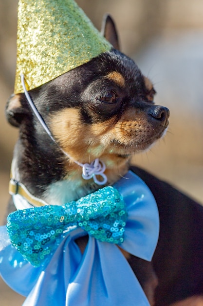 A cute birthday chihuahua on a natural background. Chihuahua dog in a birthday cap. birthday, dog