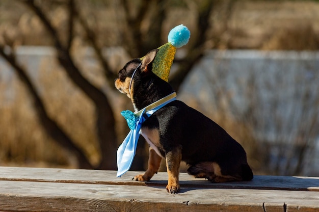 A cute birthday chihuahua on a natural background. Chihuahua dog in a birthday cap. birthday, dog