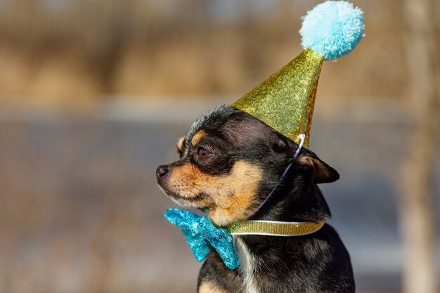 A cute birthday chihuahua on a natural background. Chihuahua dog in a birthday cap. birthday, dog