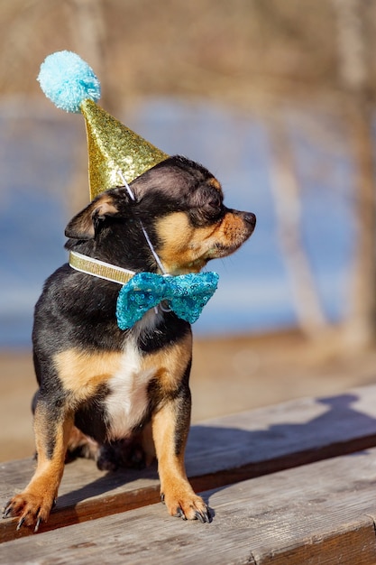 A cute birthday chihuahua on a natural background. Chihuahua dog in a birthday cap. birthday, dog