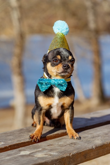 A cute birthday chihuahua on a natural background. Chihuahua dog in a birthday cap. birthday, dog