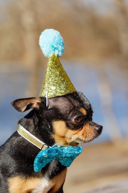 A cute birthday chihuahua on a natural background. Chihuahua dog in a birthday cap. birthday, dog