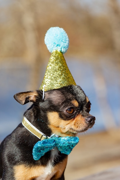 A cute birthday chihuahua on a natural background. Chihuahua dog in a birthday cap. birthday, dog