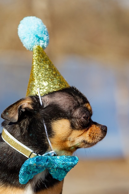 A cute birthday chihuahua on a natural background. Chihuahua dog in a birthday cap. birthday, dog