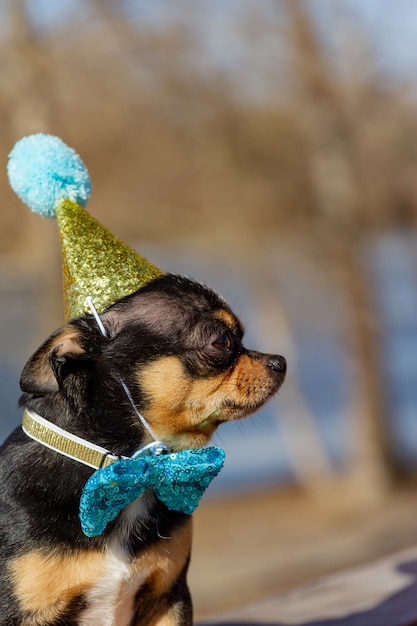 A cute birthday chihuahua on a natural background. Chihuahua dog in a birthday cap. birthday, dog