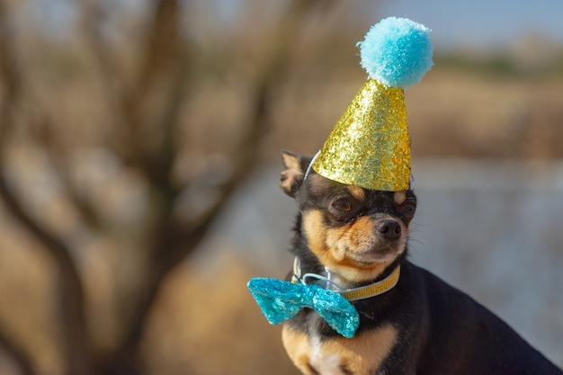 A cute birthday chihuahua on a natural background. Chihuahua dog in a birthday cap. birthday, dog