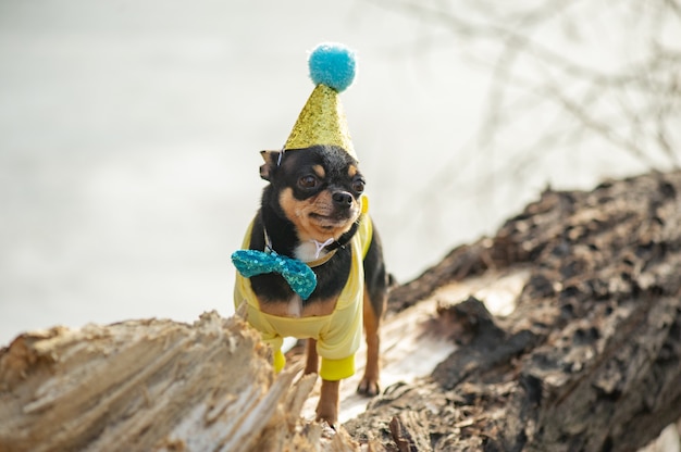 A cute birthday chihuahua on a natural background. Chihuahua dog in a birthday cap. birthday