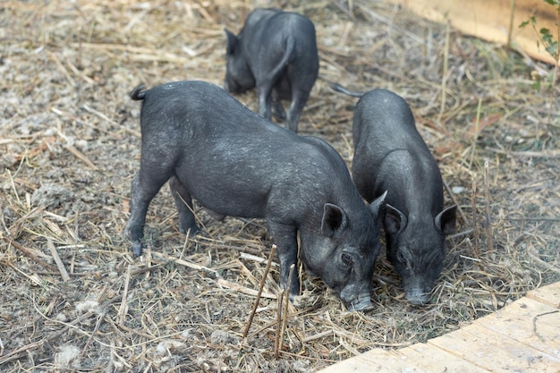 Cute black babypigs on the farm