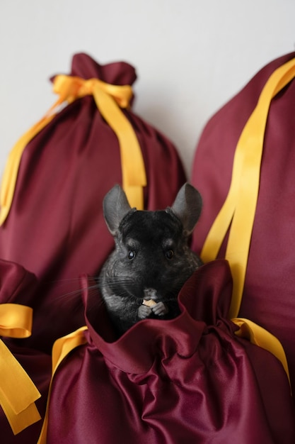 Cute black chinchilla sitting in a gift fabric bag