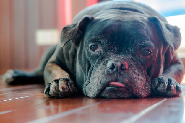 Cute black dog  laying down and his tongue stick out