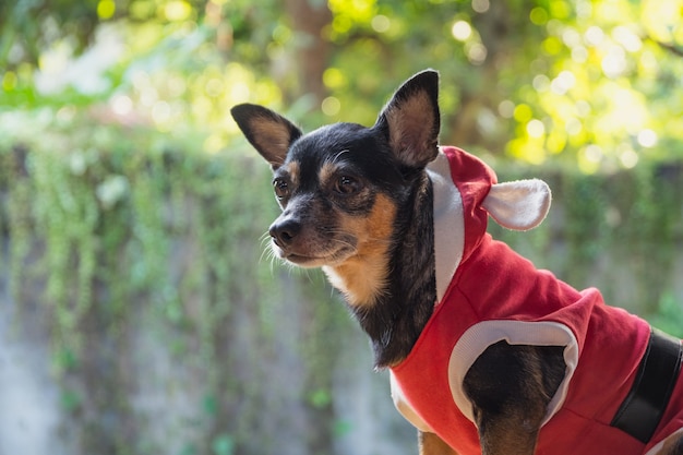 Cute and black dog looking on blur background with copy space.