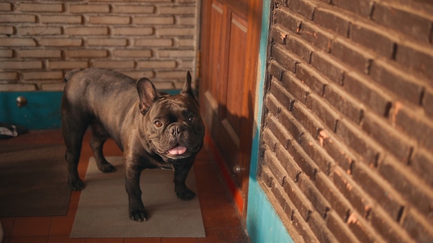 Cute black french bulldog  infront of the door.