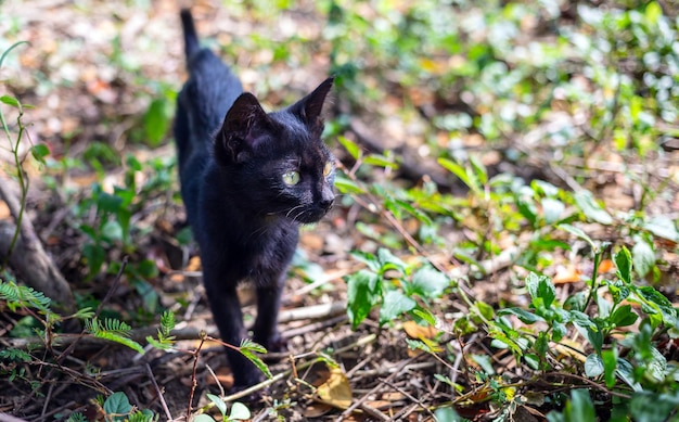 A cute black native Thai kitten walks on grass outdoors in the park in the sunlight morning