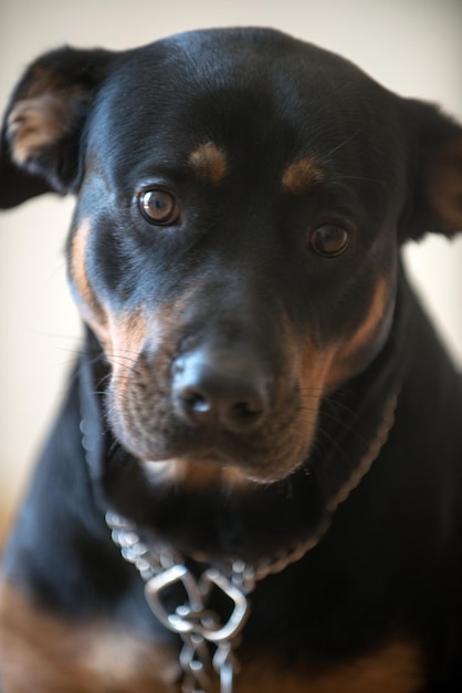 cute black Rottweiler dog in the apartment