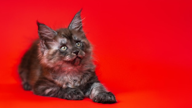 Cute black smoke American Longhair Maine Coon kitten lies on red background stretching out its paw