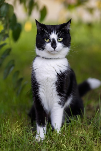 A cute black and white cat sits near a tree.