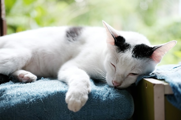 A cute black and white cat sleeping on the window