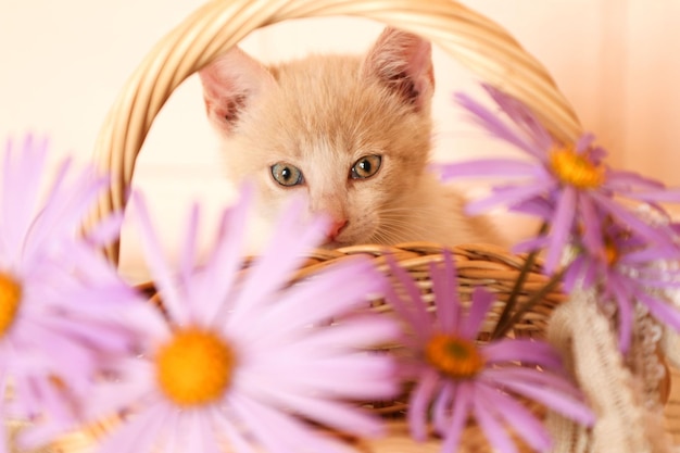 Photo cute blond kitten looking behind purple flowers in a basket