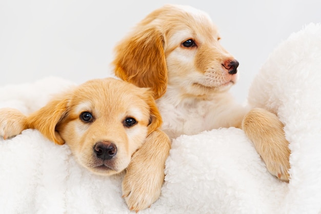 Cute Blond puppy lying on white blanket This is a breed of Hovawart bred in Germany as a watch dog