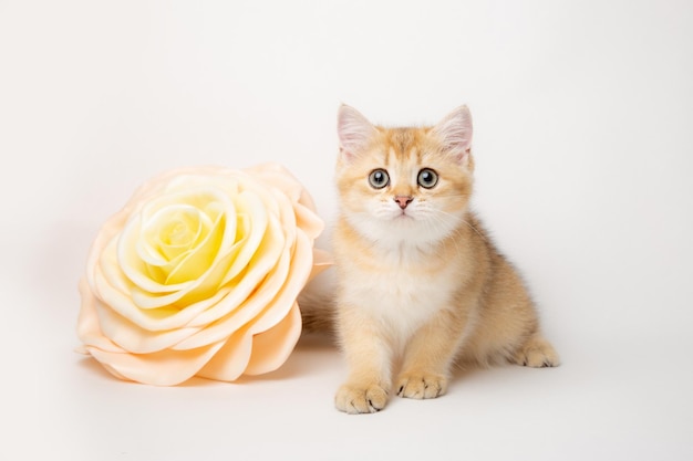 Cute british breed cat with a large flower on a white background