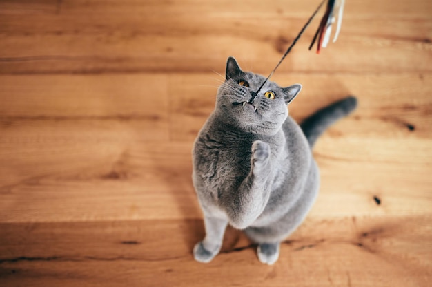 Cute British cat playing with rod toy holding it with teeth