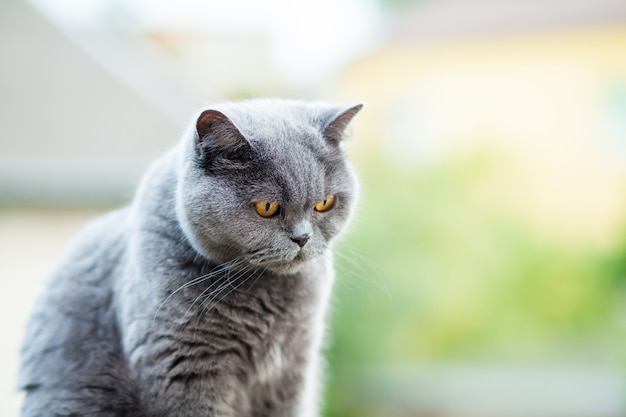 Cute British shorthair cat with orange eyes