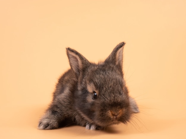 Cute brown bunny rabbit on yellow background