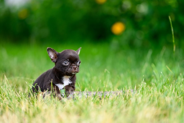 Cute Brown Chihuahua Puppy Lies in Grass on Natural Blurred Background in Garden