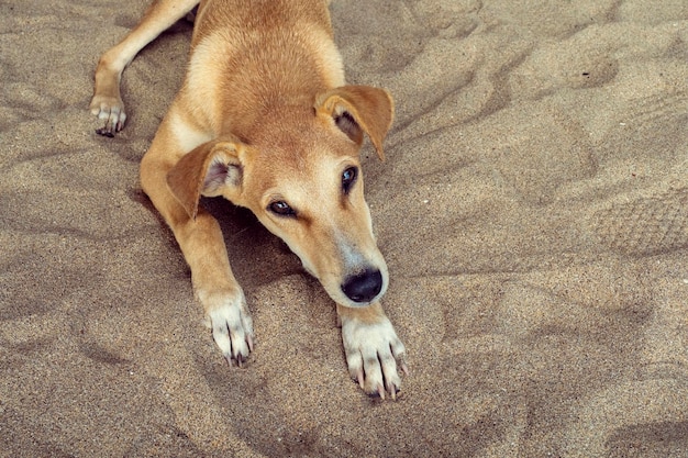 Cute brown dog laying on the sandy beach Closeup of head and look of a dog in front of camera