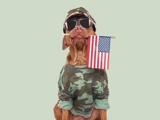 Cute brown dog military shirt and American Flag