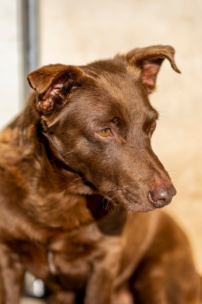 Cute brown dog pet