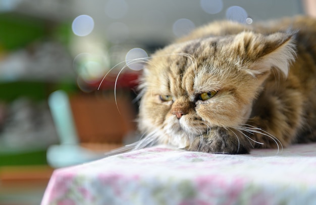 Cute brown Persian cat sleep on chair