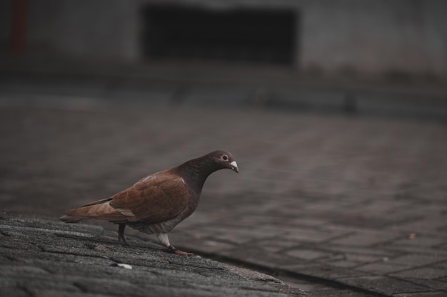 Cute brown pigeon looking for a food