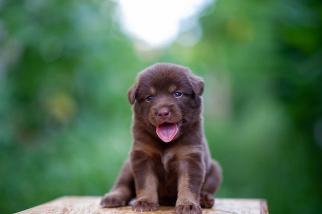 Cute brown puppies sitting on the table