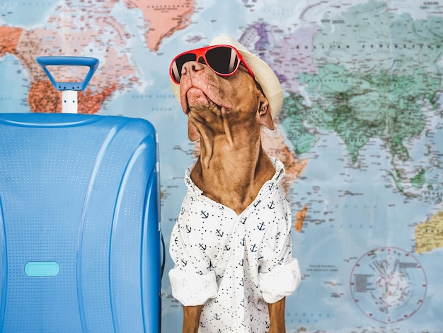 Cute brown puppy and a blue travel suitcase