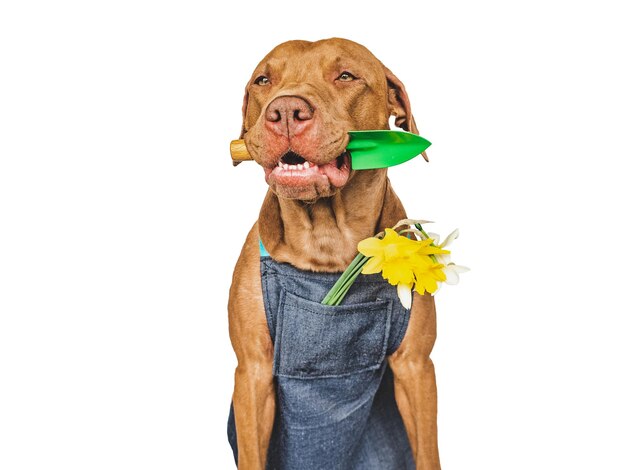 Cute brown puppy and a garden shovel