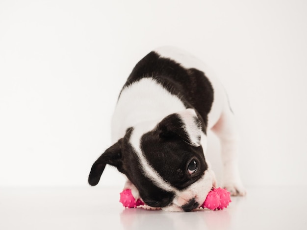 Cute brown puppy holding a toy Closeup