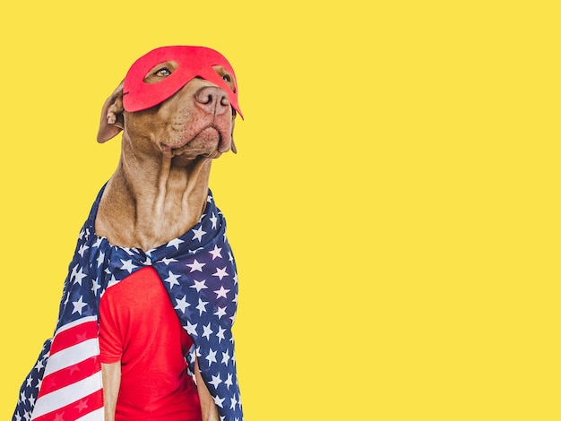 Cute brown puppy Superhero costume and American Flag