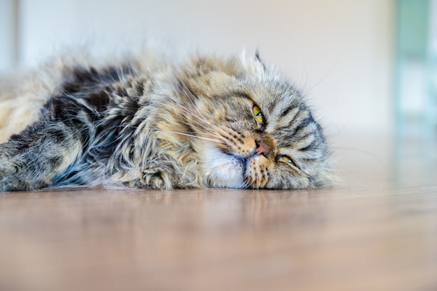 Cute brown scottish fold cat lying on the floor