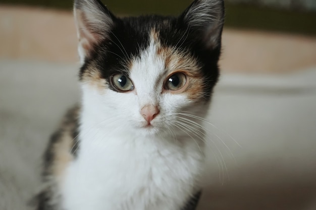 Cute brown white orange and black kitty portrait