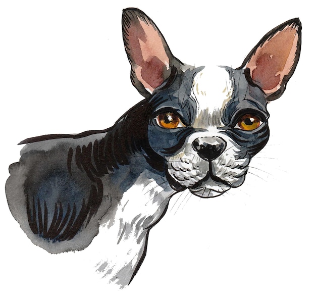 Cute bull dog puppy. Ink and watercolor drawing