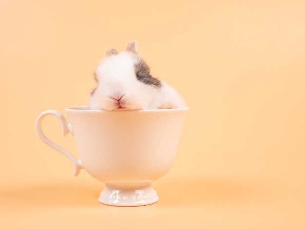 Cute bunny in cup. Young lovely bunny easter baby brown rabbit sitting in a white coffee cup on yellow.