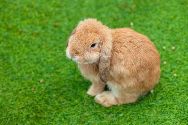 Photo cute bunny domestic exotic pet french lop baby rabbit single sitting on green grass field with copy space for text