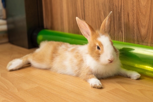 Cute bunny rabbit on the floor